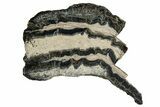 Mammoth Molar Slice With Case - South Carolina #335155-1